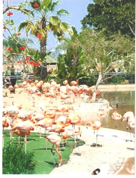 flamingok.jpg